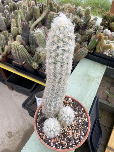 Oreocereus celsianus